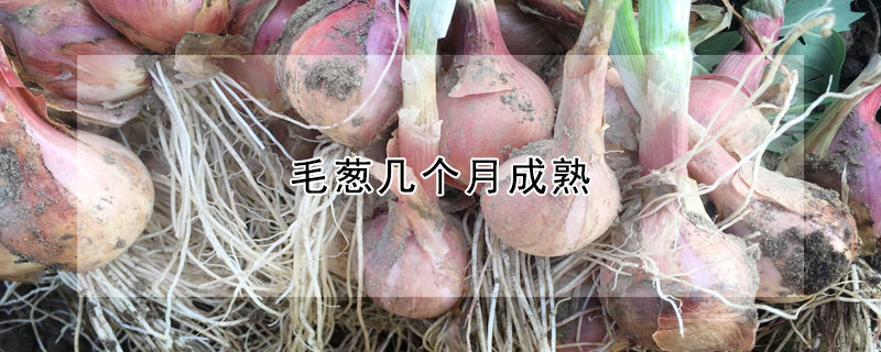 毛蔥幾個(gè)月成熟