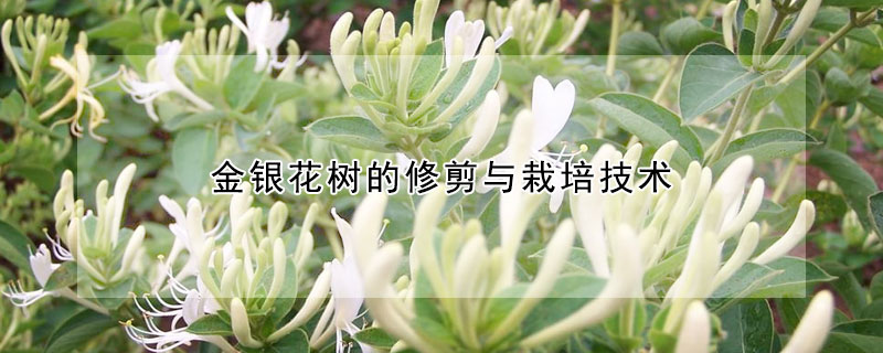 金銀花樹(shù)的修剪與栽培技術(shù)