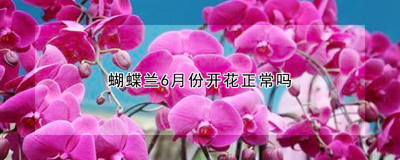 蝴蝶蘭6月份開花正常嗎