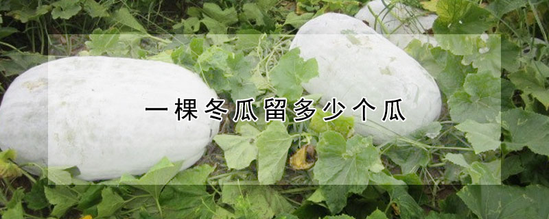 一棵冬瓜留多少個(gè)瓜