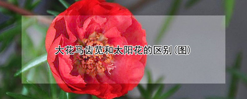 大花馬齒莧和太陽花的區別(圖)