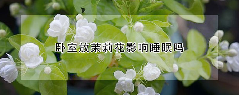 臥室放茉莉花影響睡眠嗎