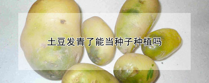 土豆發(fā)青了能當(dāng)種子種植嗎