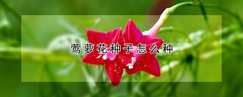 鶯蘿花種子怎么種