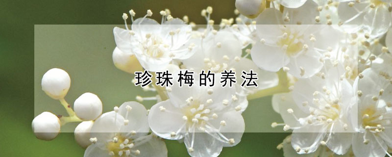 珍珠梅的養(yǎng)法