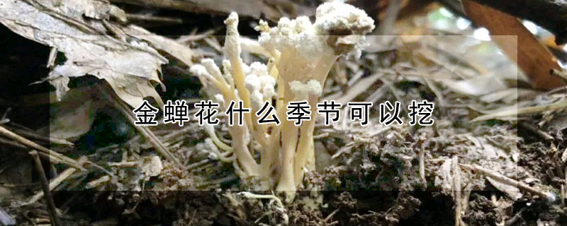 金蟬花什么季節可以挖