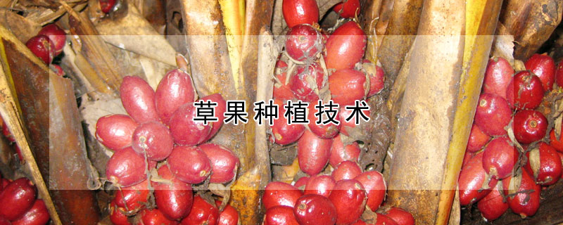 草果種植技術(shù)