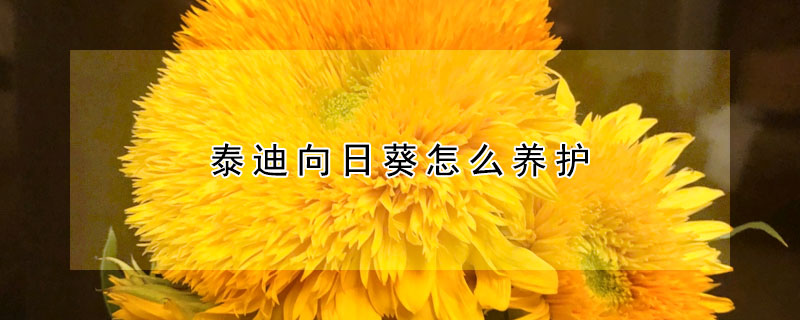 泰迪向日葵怎么養(yǎng)護(hù)