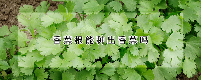 香菜根能種出香菜嗎