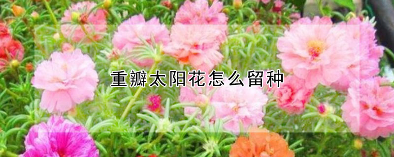 重瓣太陽(yáng)花怎么留種