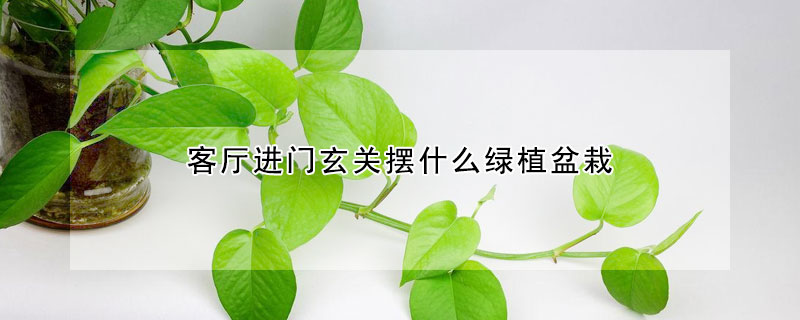 客廳進門玄關擺什么綠植盆栽