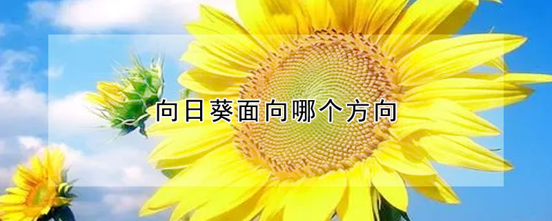 向日葵面向哪個(gè)方向