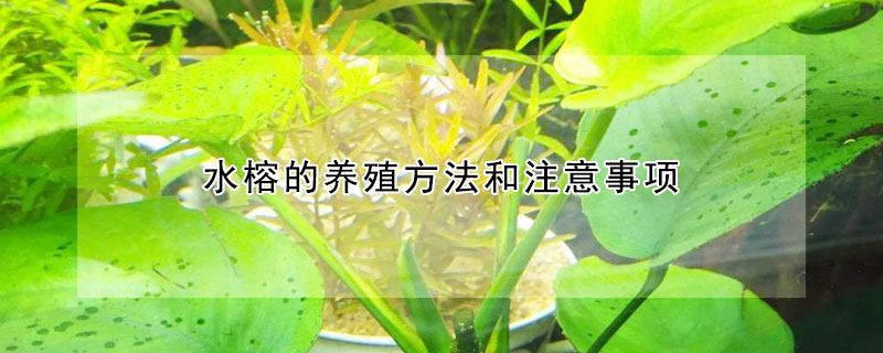 水榕的養(yǎng)殖方法和注意事項(xiàng)