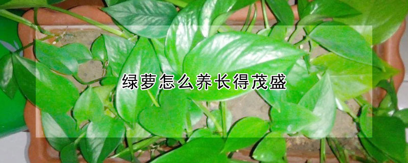 綠蘿怎么養(yǎng)長(zhǎng)得茂盛