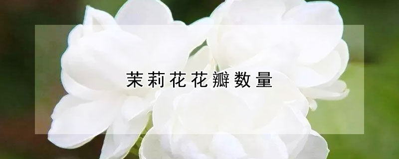 茉莉花花瓣數量