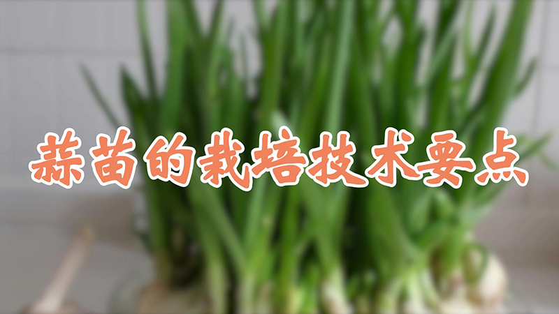 蒜苗的栽培技術(shù)要點(diǎn)