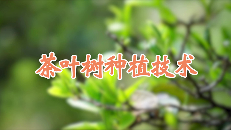 茶葉樹種植技術(shù)