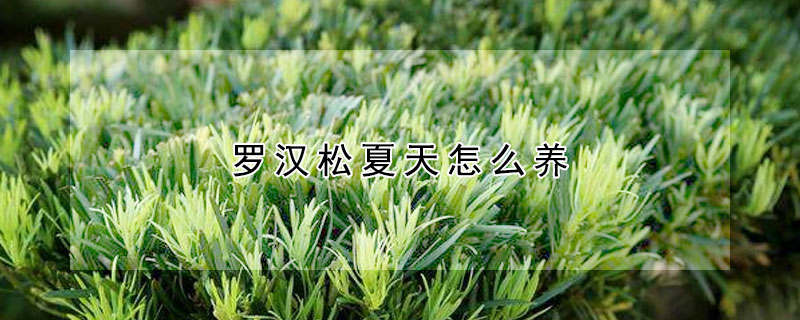 羅漢松夏天怎么養(yǎng)