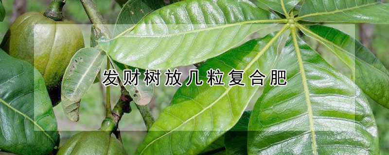 發(fā)財(cái)樹放幾粒復(fù)合肥