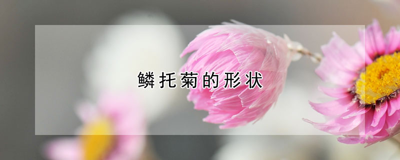 鱗托菊的形狀