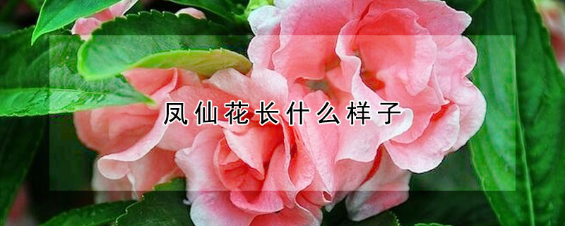 鳳仙花長什么樣子