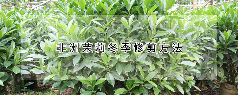 非洲茉莉冬季修剪方法