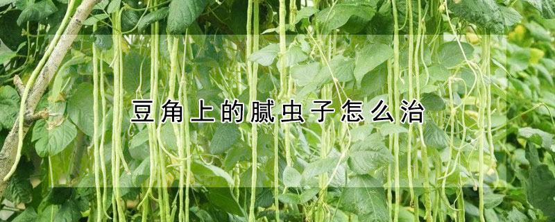 豆角上的膩蟲(chóng)子怎么治