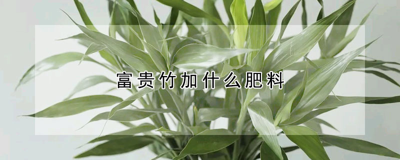 富貴竹加什么肥料