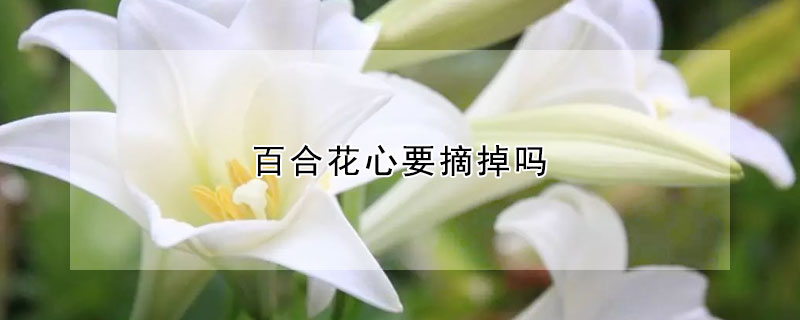 百合花心要摘掉嗎