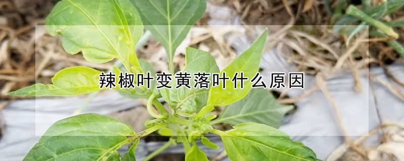 辣椒葉變黃落葉什么原因