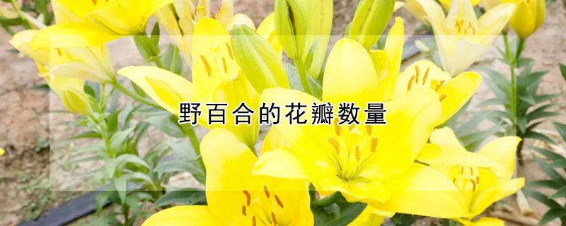 野百合的花瓣數量