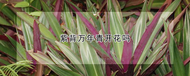 紫背萬年青開花嗎