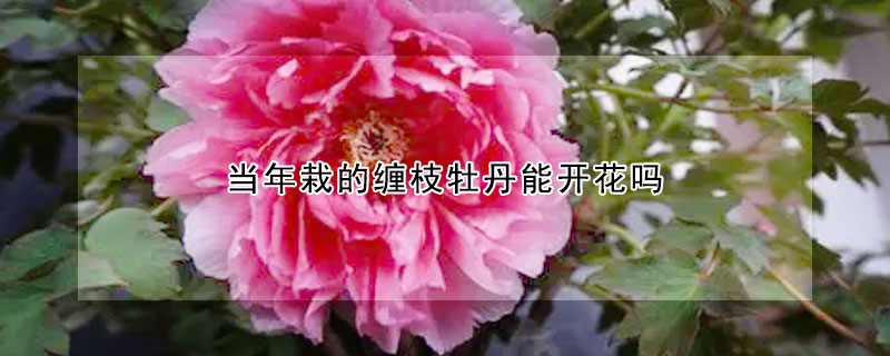 當(dāng)年栽的纏枝牡丹能開花嗎