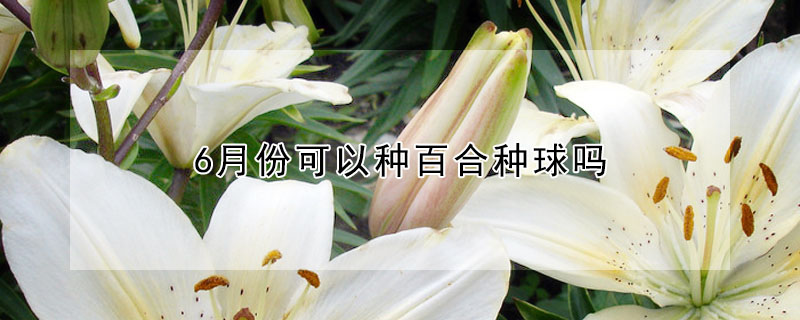 6月份可以種百合種球嗎