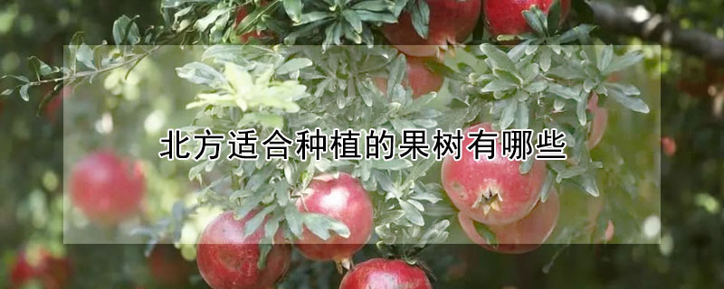 北方適合種植的果樹有哪些