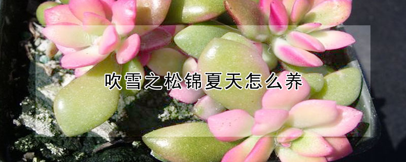 吹雪之松錦夏天怎么養(yǎng)