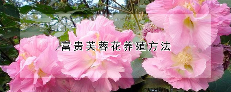 富貴芙蓉花養(yǎng)殖方法