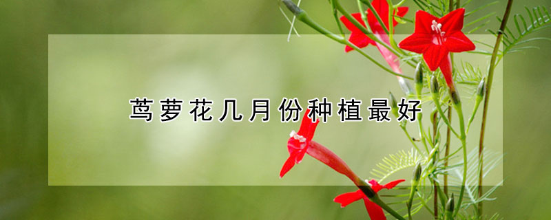 蔦蘿花幾月份種植最好