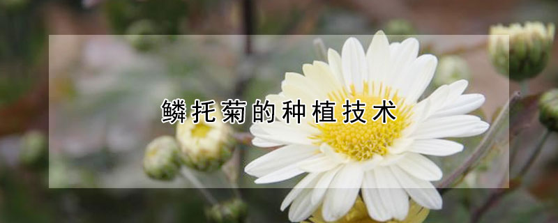 鱗托菊的種植技術(shù)