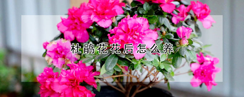 杜鵑花花后怎么養(yǎng)