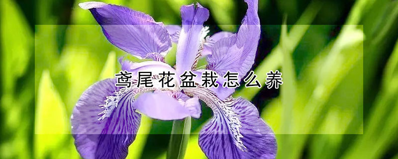 鳶尾花盆栽怎么養(yǎng)