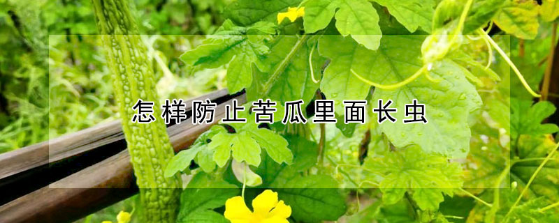 怎樣防止苦瓜里面長(zhǎng)蟲(chóng)