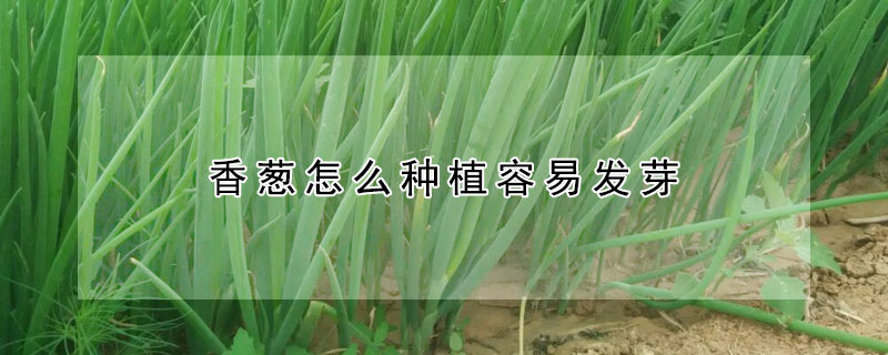 香蔥怎么種植容易發(fā)芽