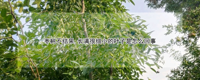 棗樹不結(jié)果,長滿很細小的葉子是怎么回事