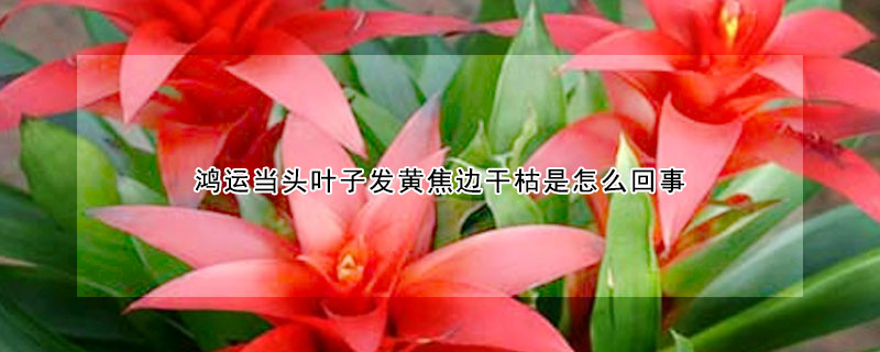 鴻運(yùn)當(dāng)頭葉子發(fā)黃焦邊干枯是怎么回事