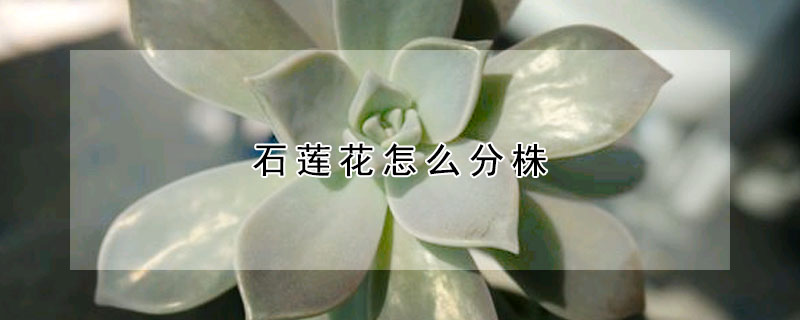 石蓮花怎么分株