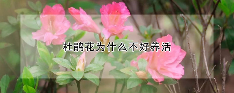 杜鵑花為什么不好養(yǎng)活