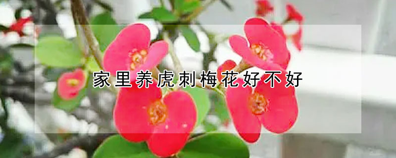 家里養(yǎng)虎刺梅花好不好