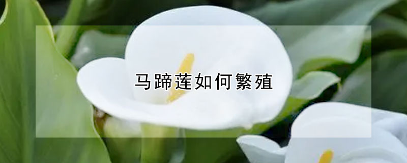 馬蹄蓮如何繁殖