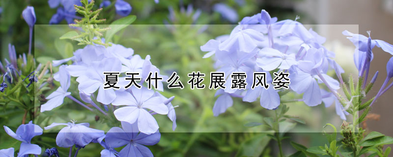 夏天什么花展露風姿